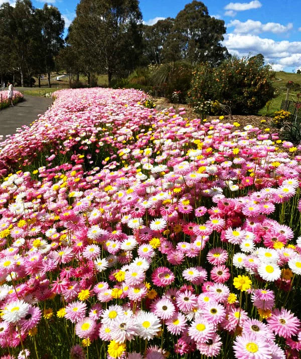 Giant Flowered Mix Paper Daisy - Image 4