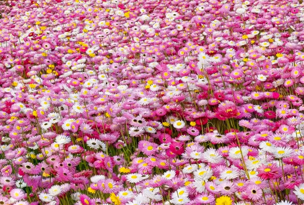 Giant Flowered Mix Paper Daisy - Image 5