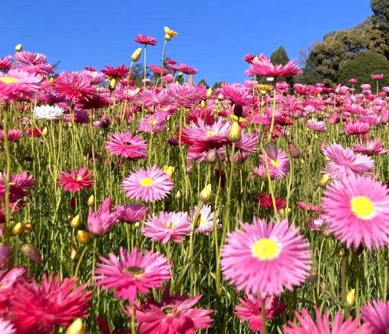 Giant Flowered Mix Paper Daisy - Image 6