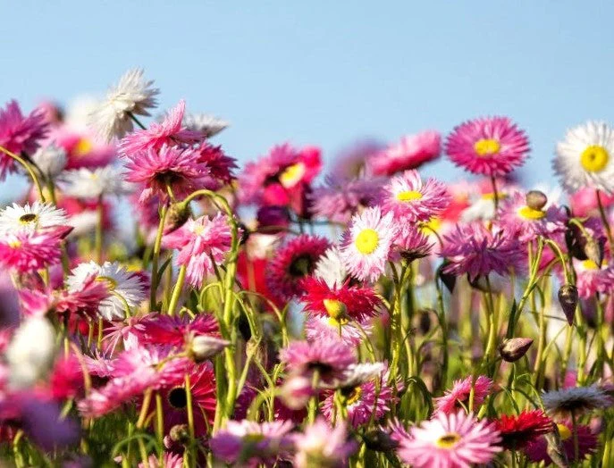 Giant Flowered Mix Paper Daisy - Image 7