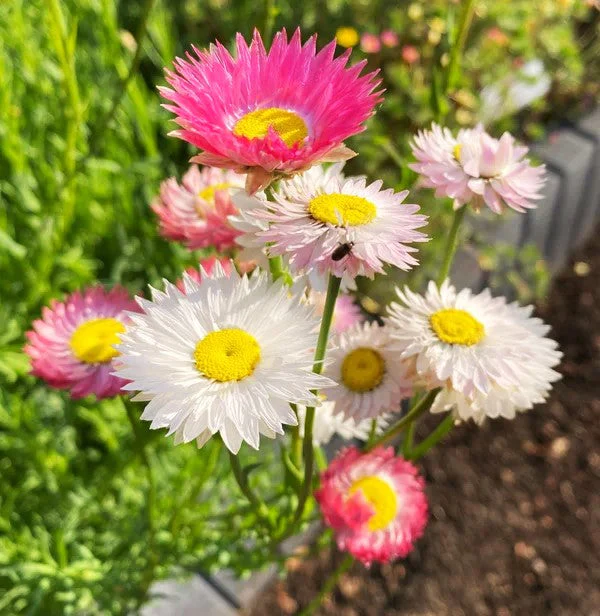 Giant Flowered Mix Paper Daisy - Image 9