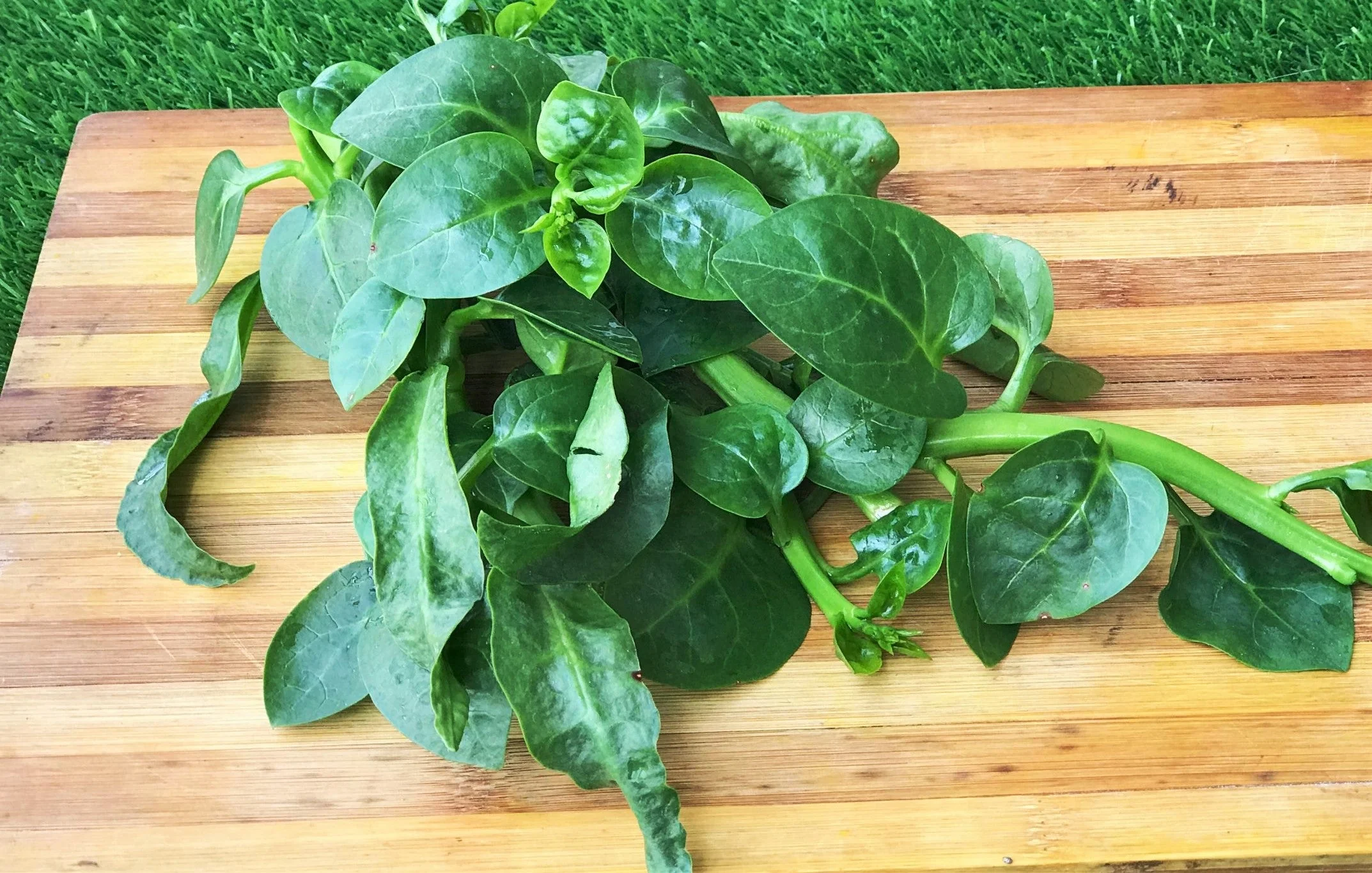 Giant Malabar Spinach - Image 4
