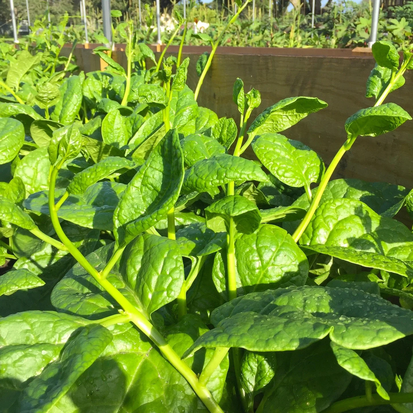 Giant Malabar Spinach - Image 5