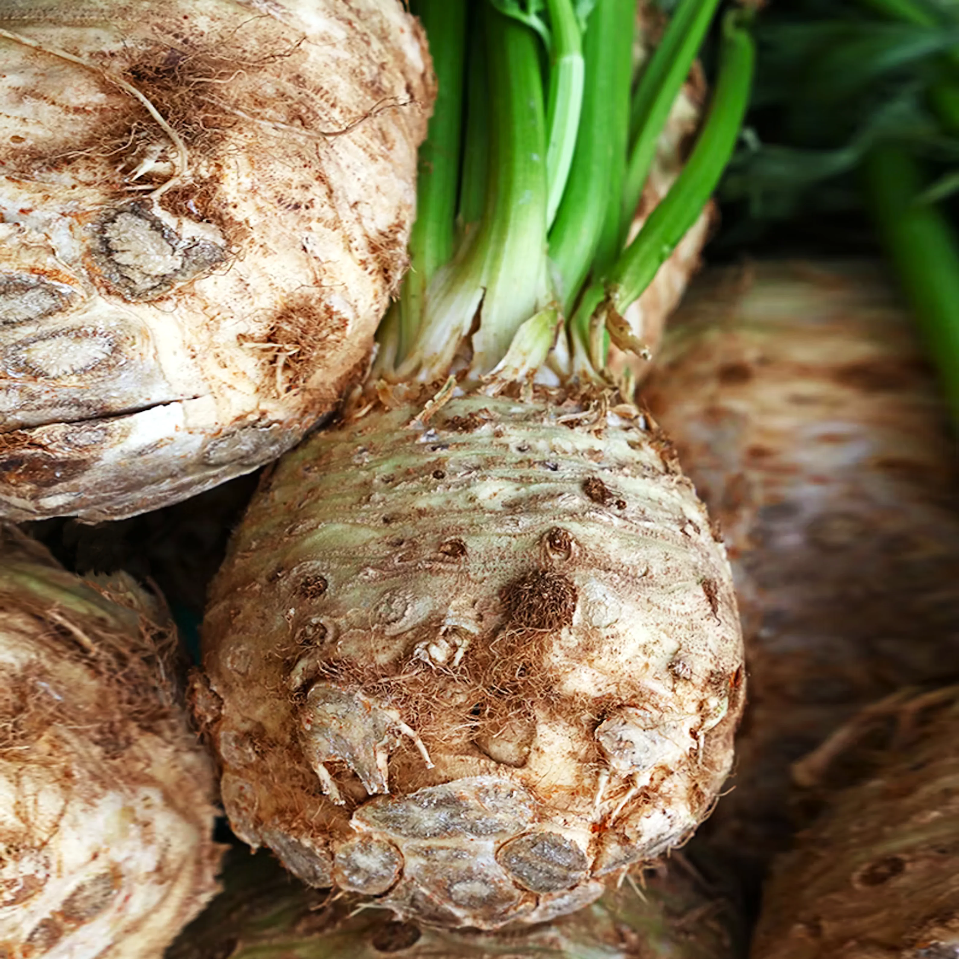 Giant Prague Celeriac