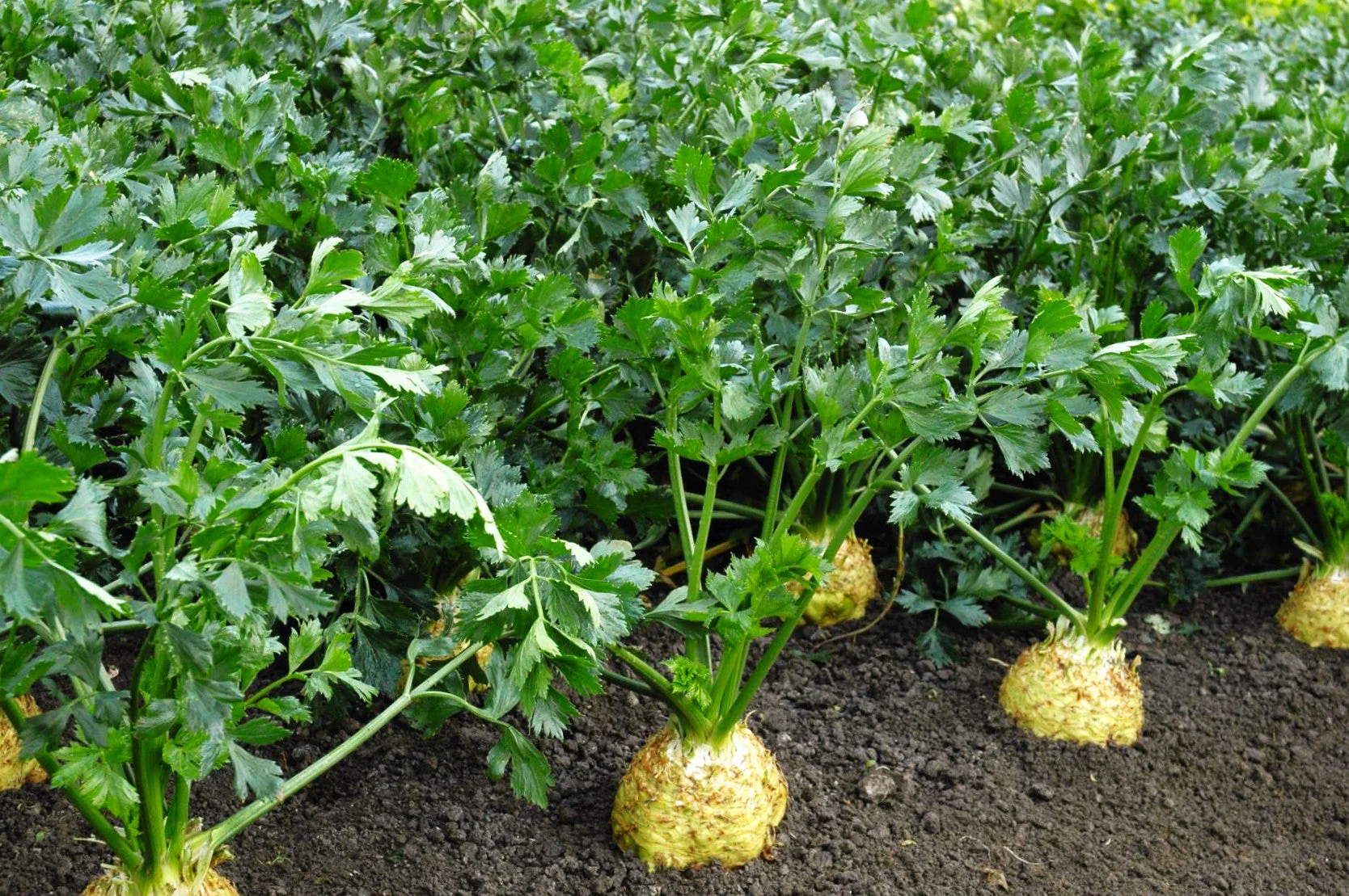 Giant Prague Celeriac - Image 2
