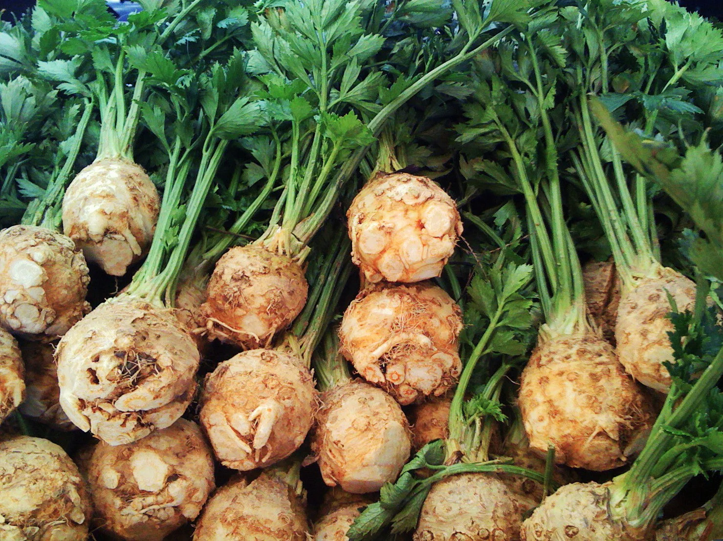 Giant Prague Celeriac - Image 3