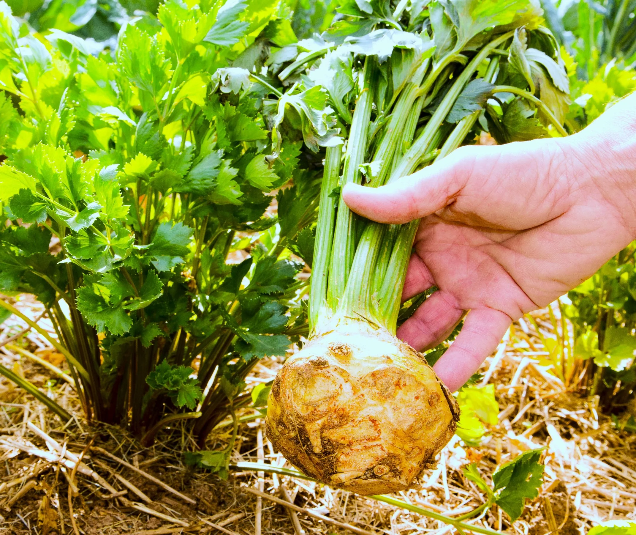 Giant Prague Celeriac - Image 4