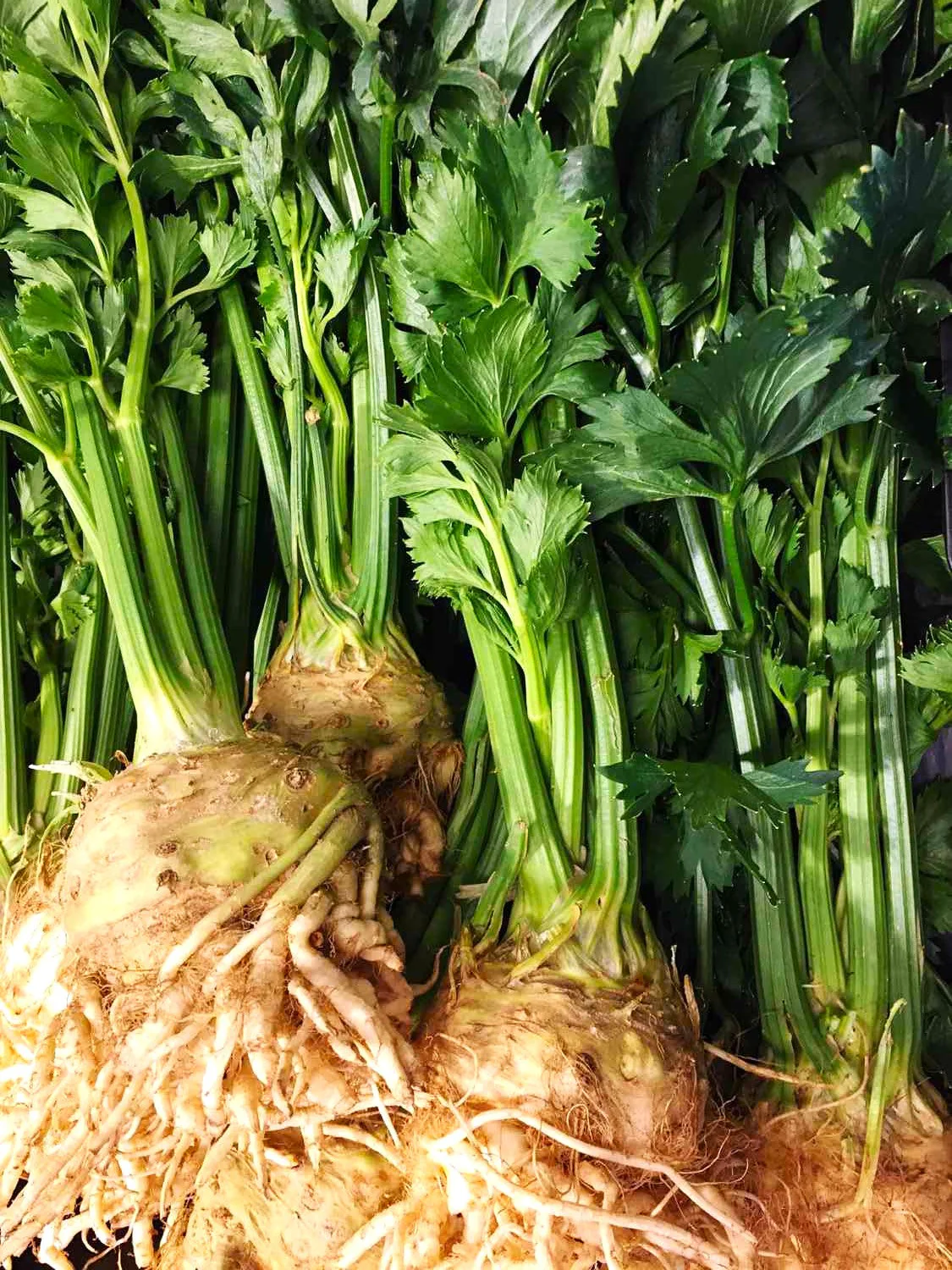 Giant Prague Celeriac - Image 5