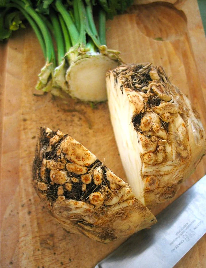 Giant Prague Celeriac - Image 6