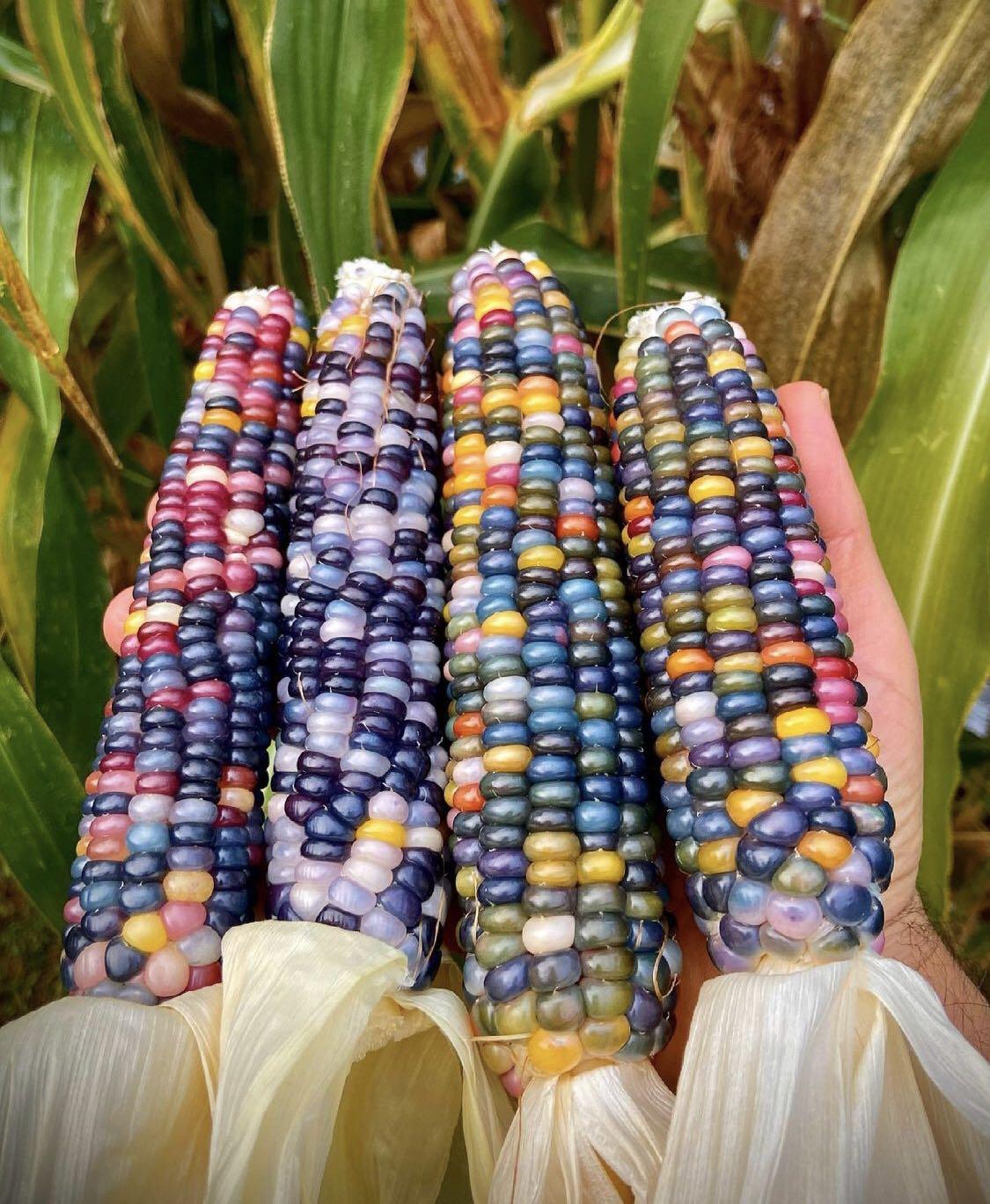 Glass Gem Ornamental Corn (USDA Organic) - Image 3