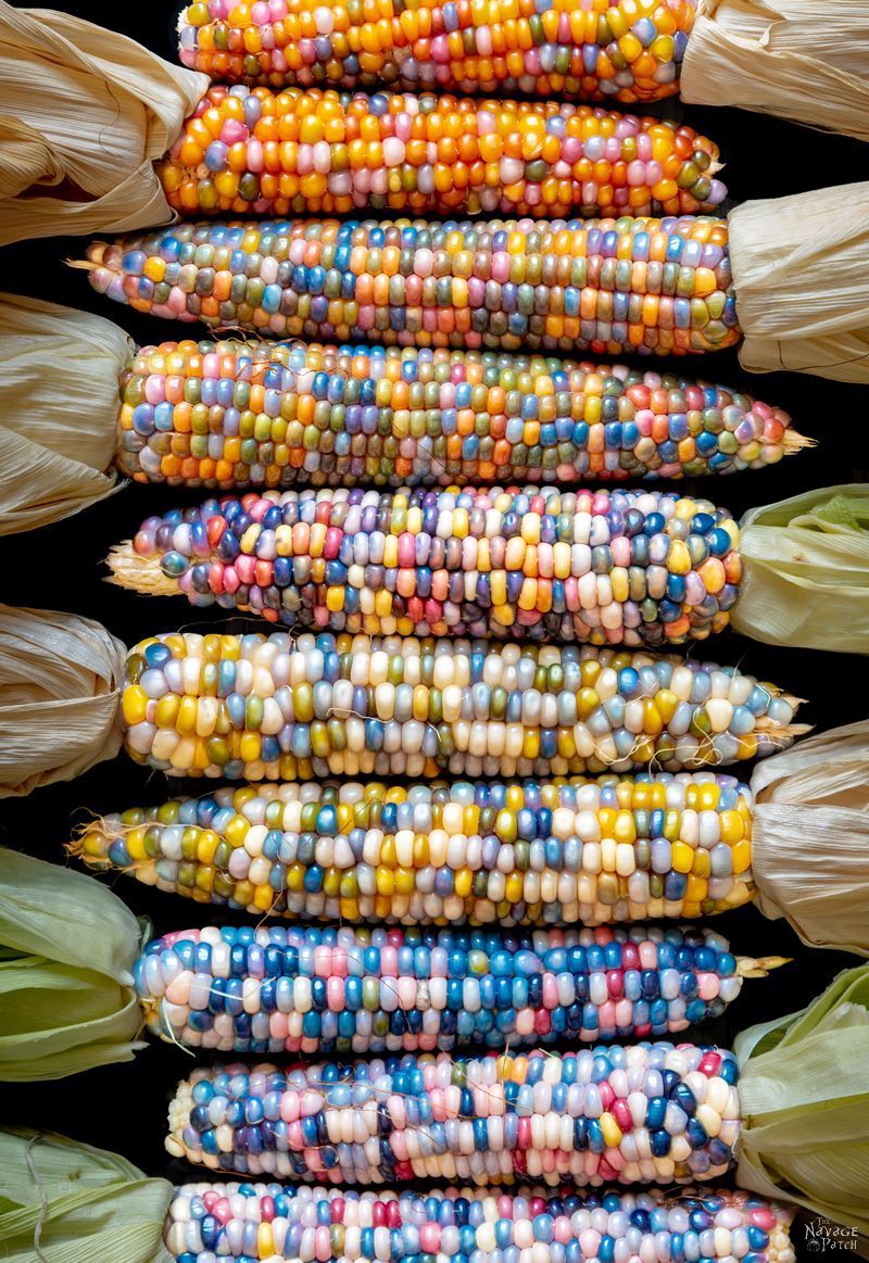 Glass Gem Ornamental Corn (USDA Organic) - Image 5