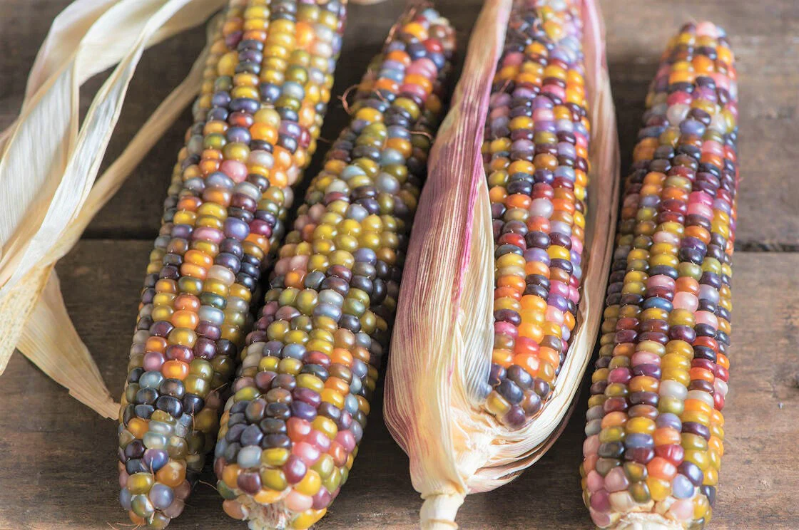 Glass Gem Ornamental Corn (USDA Organic) - Image 6