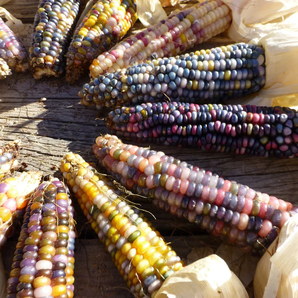 Glass Gem Ornamental Corn (USDA Organic) - Image 7
