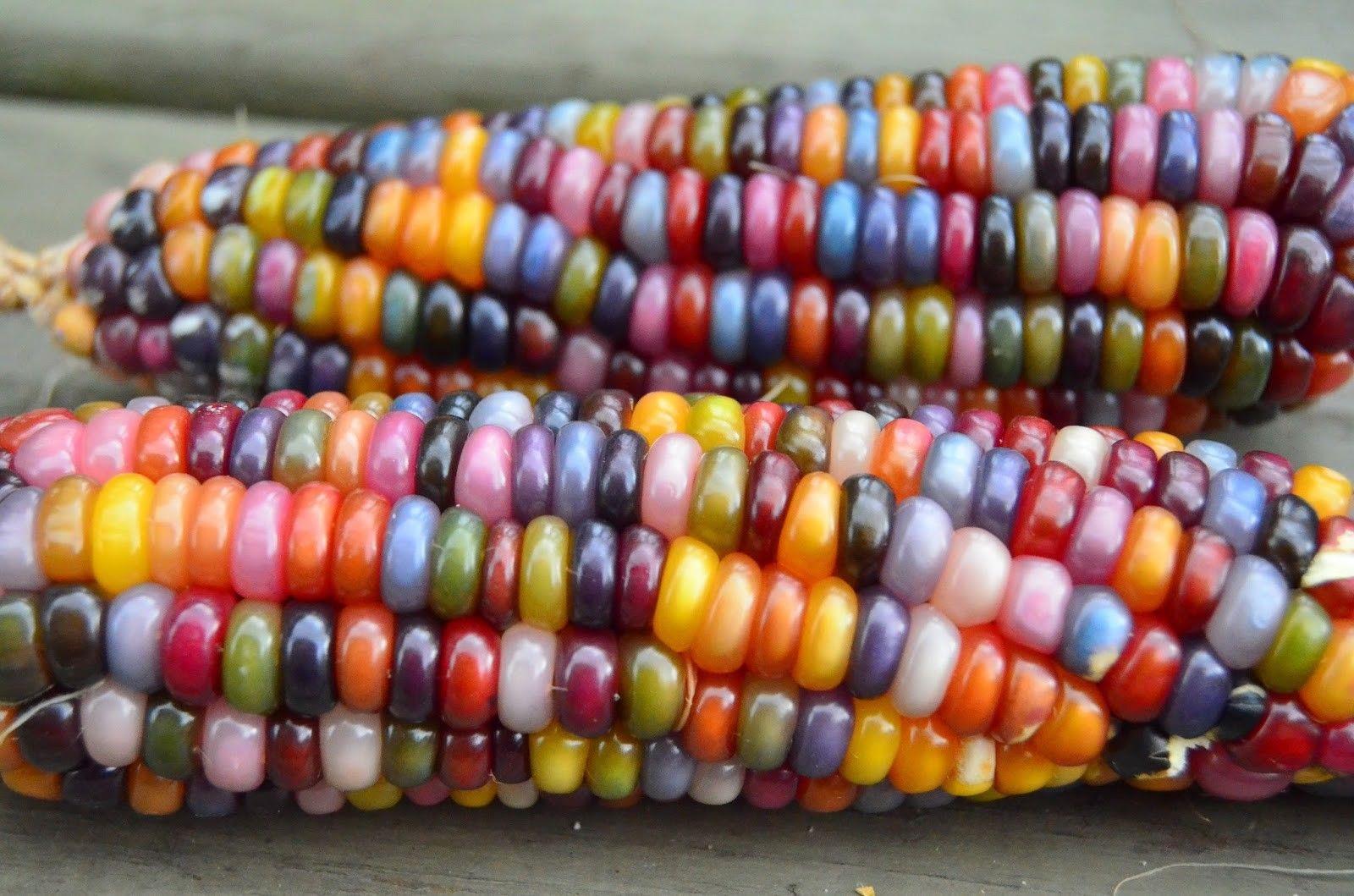 Glass Gem Ornamental Corn (USDA Organic) - Image 9