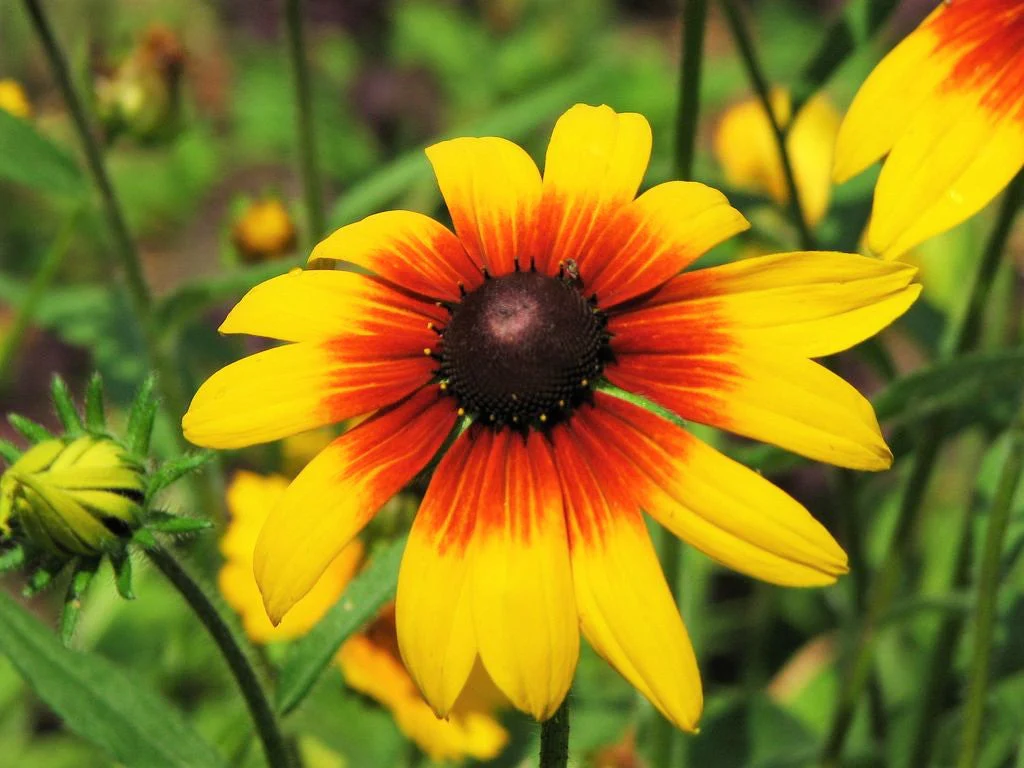 Gloriosa Daisy - Image 3