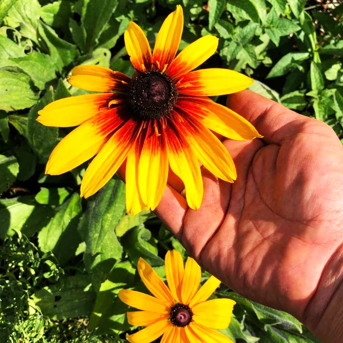 Gloriosa Daisy - Image 4
