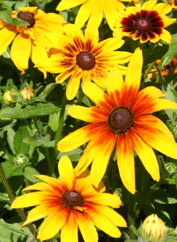 Gloriosa Daisy - Image 6