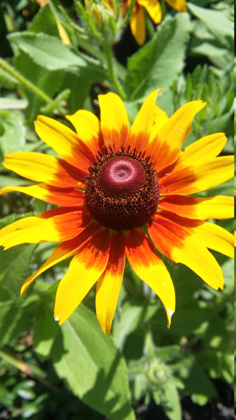 Gloriosa Daisy - Image 8