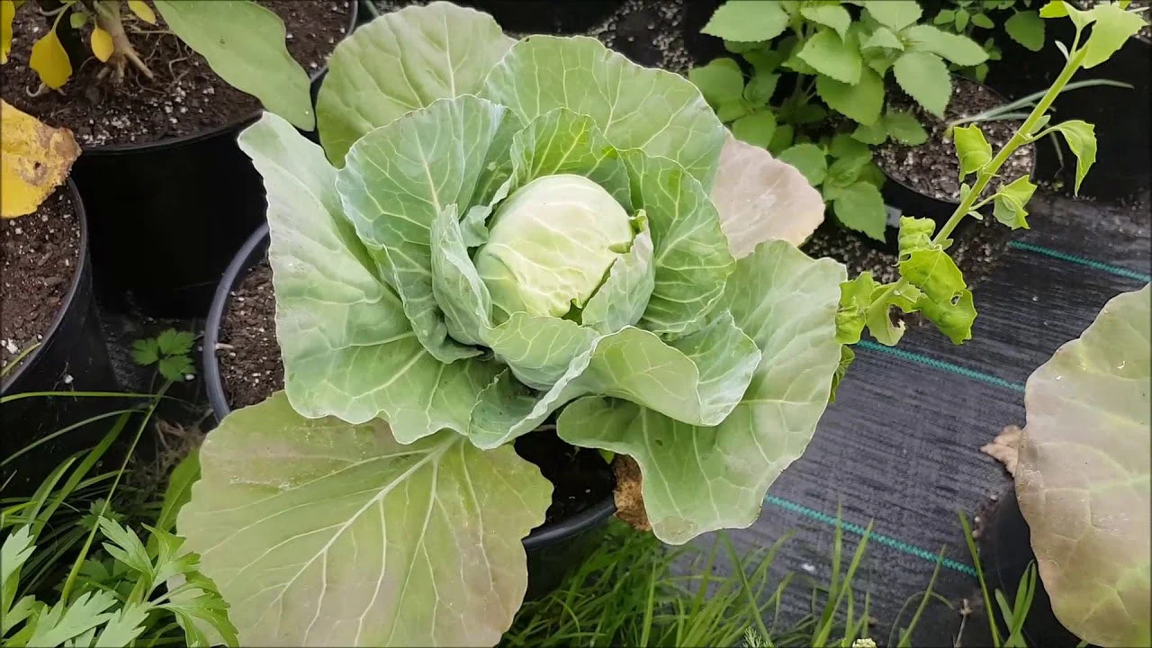 Golden Acre Cabbage - Image 12