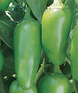 Golden Acre Cabbage - Image 13