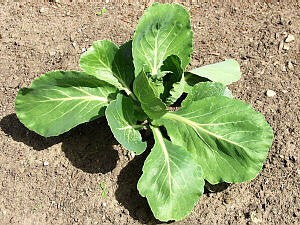 Golden Acre Cabbage - Image 3