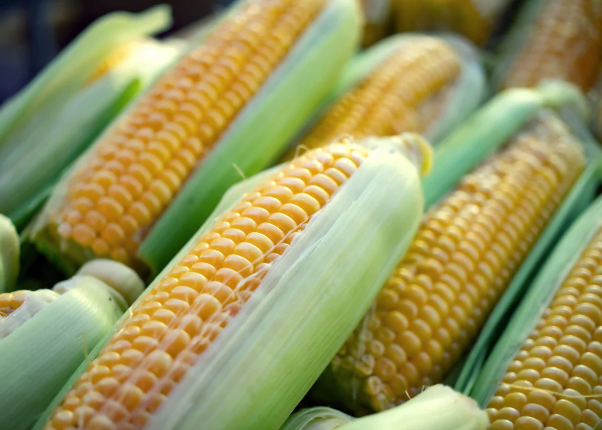 Golden Bantam 12-Row Yellow Sweet Corn - Image 3