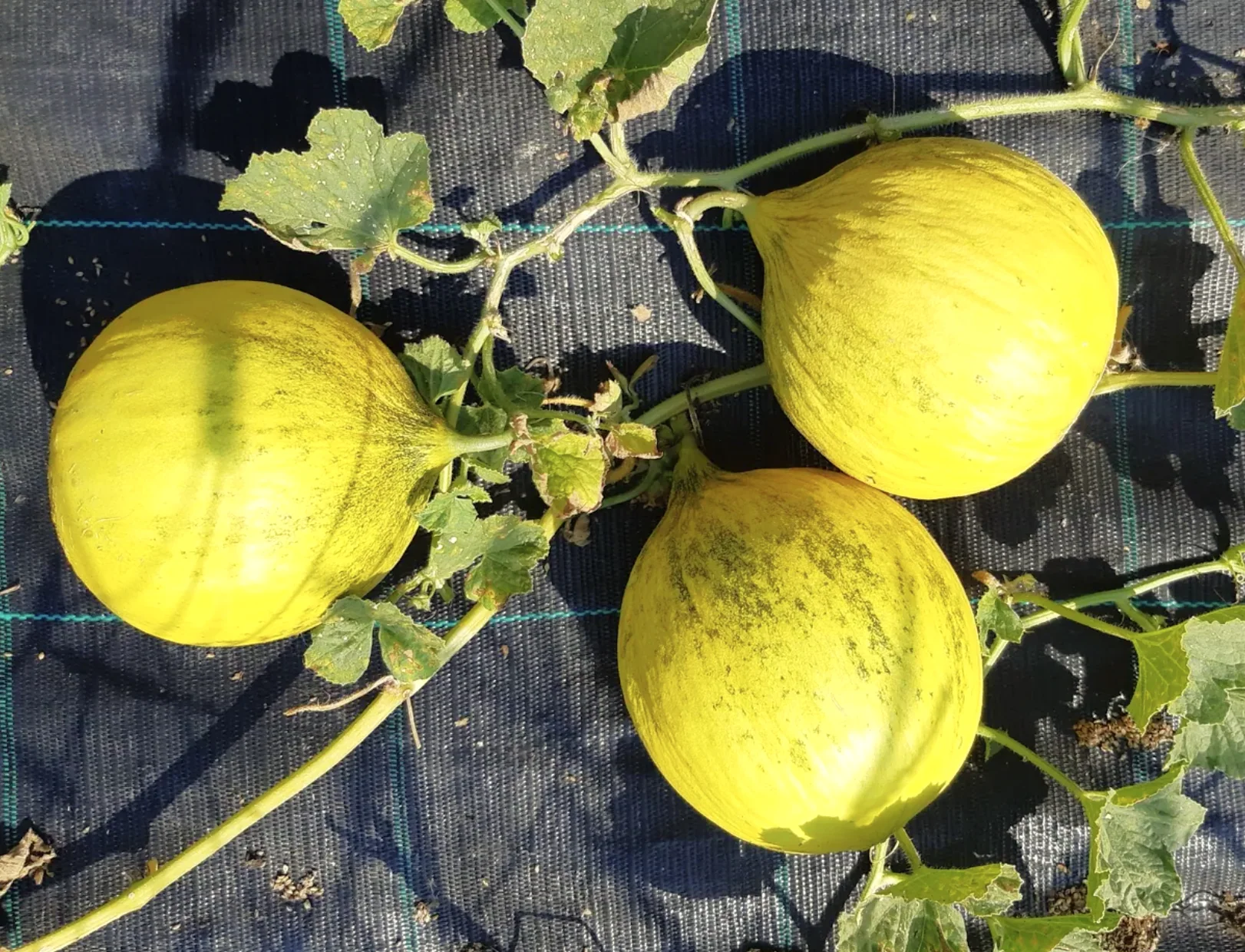 Golden Beauty Casaba Melon - Image 3