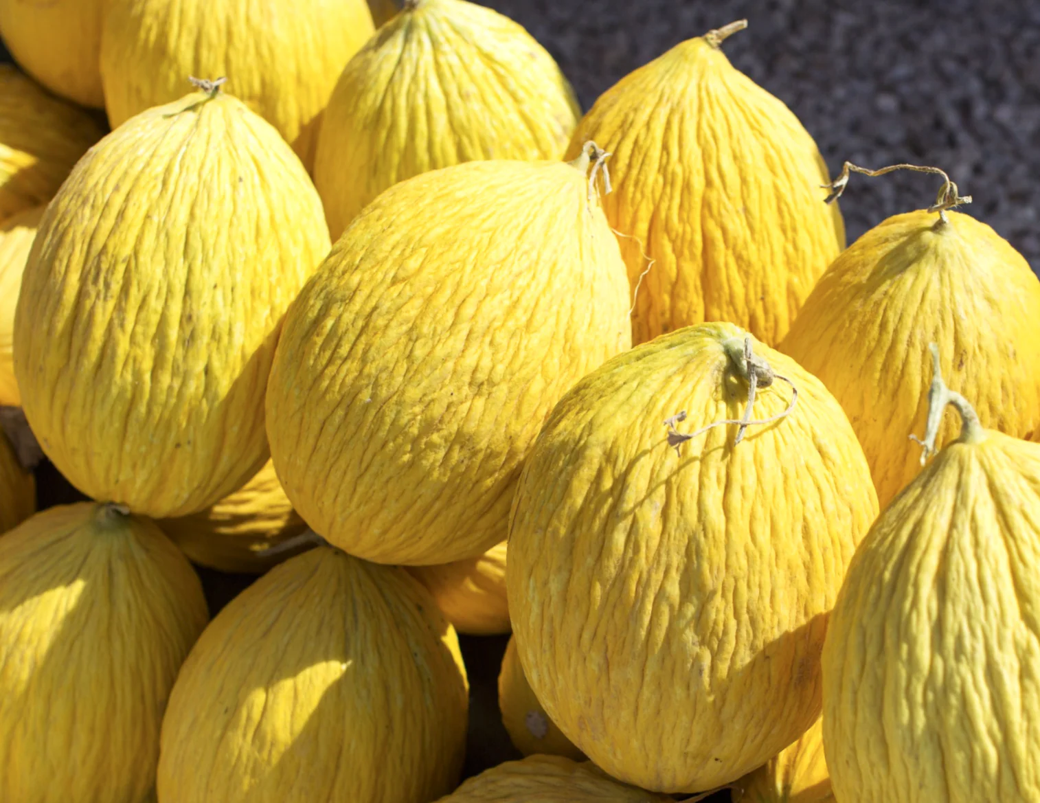Golden Beauty Casaba Melon - Image 4