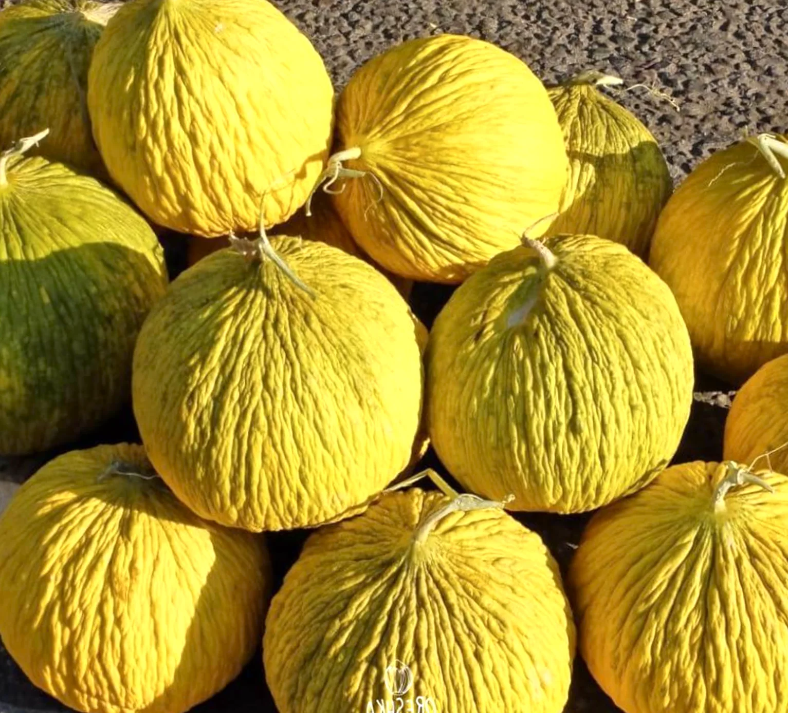 Golden Beauty Casaba Melon - Image 5