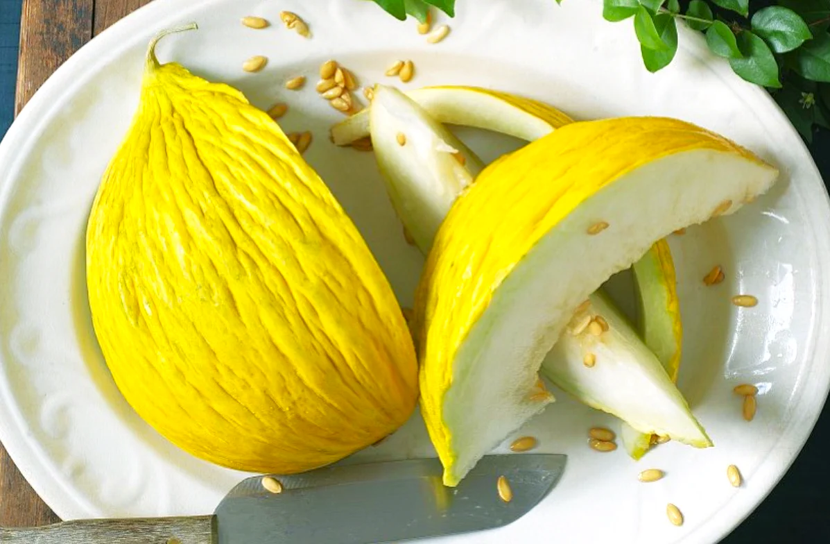 Golden Beauty Casaba Melon - Image 8