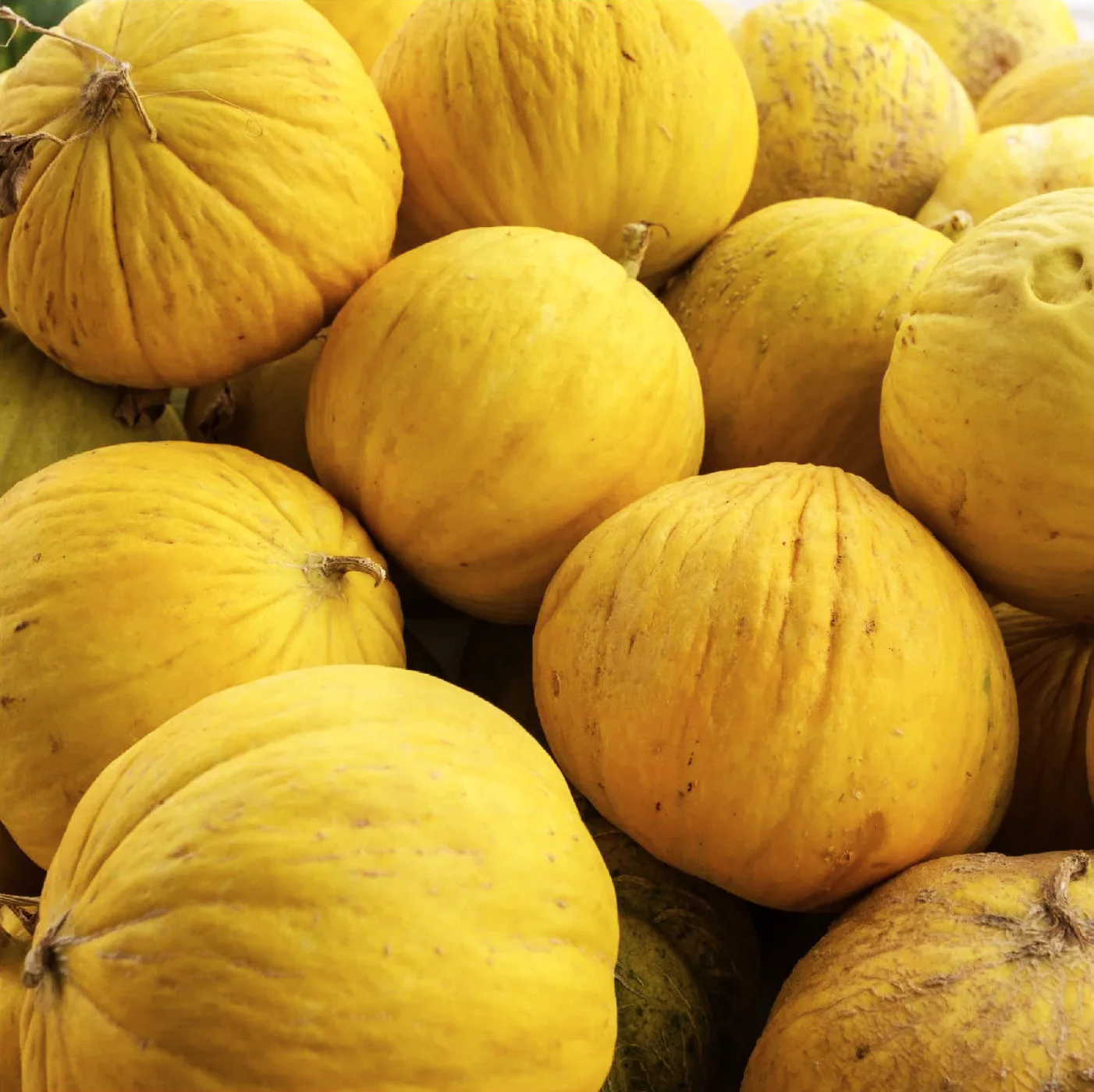 Golden Beauty Casaba Melon - Image 9