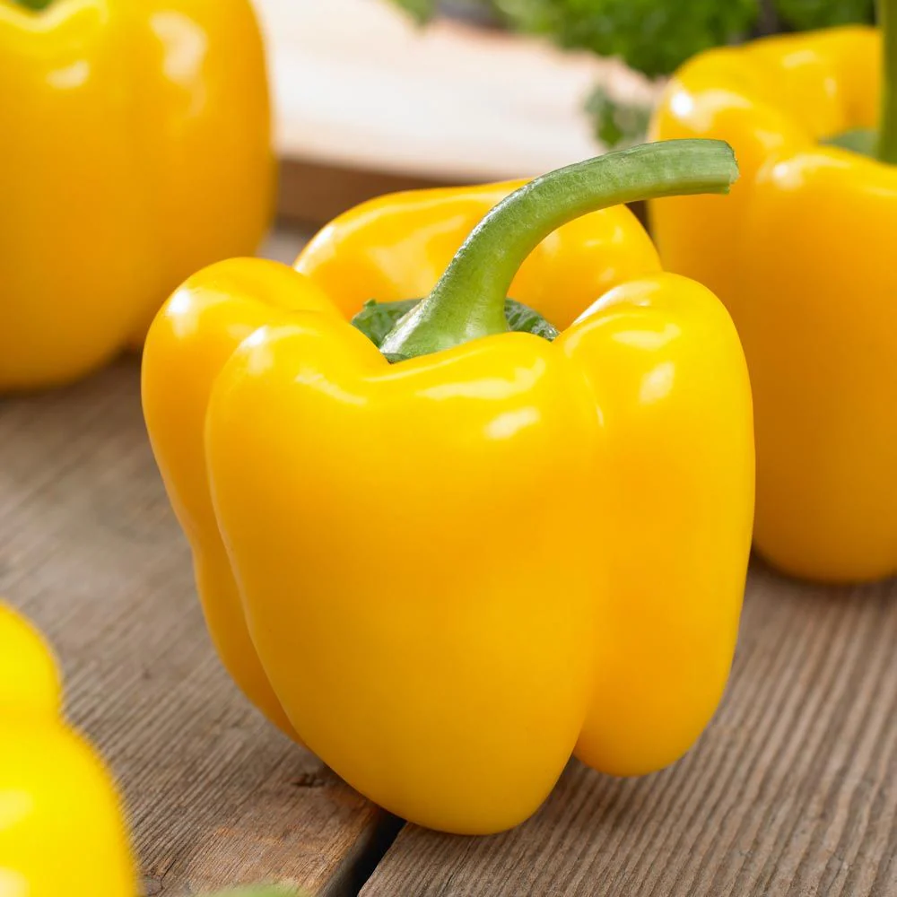 Golden Cal Wonder Bell Pepper - Image 4