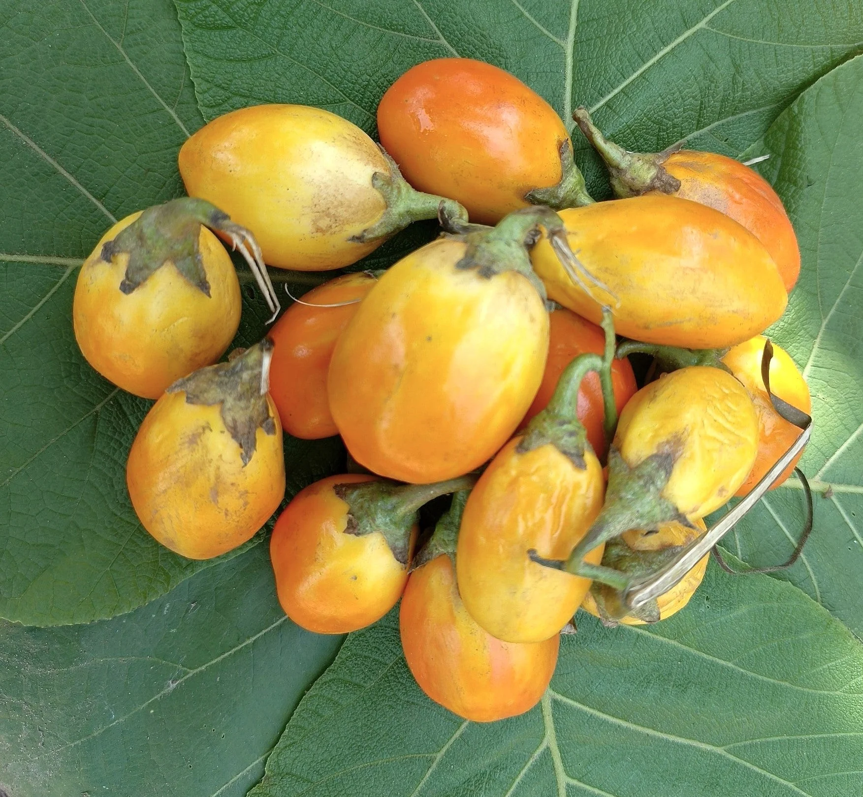 Golden Eggs Eggplant - Image 10