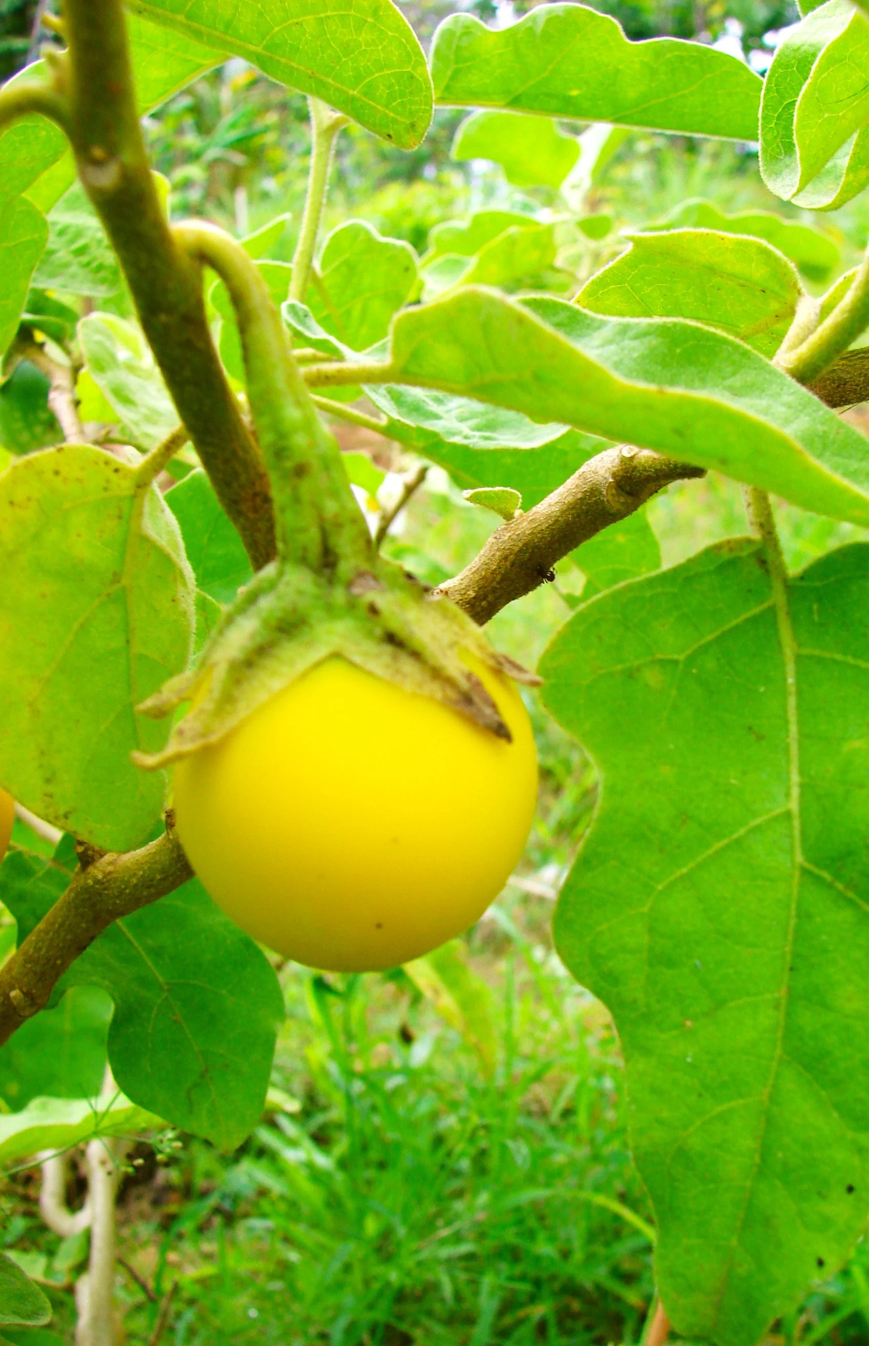 Golden Eggs Eggplant - Image 3