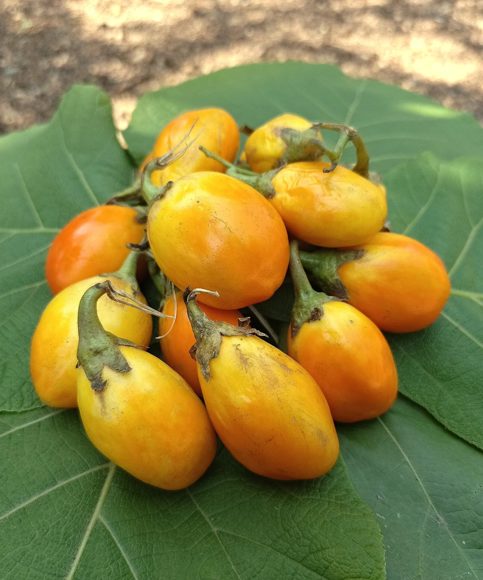 Golden Eggs Eggplant - Image 6