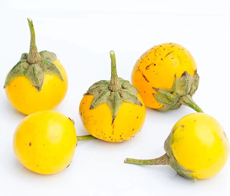 Golden Eggs Eggplant - Image 8