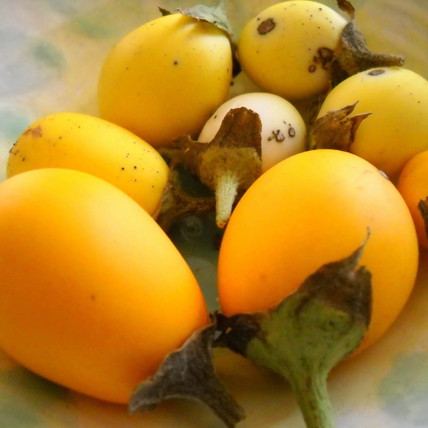 Golden Eggs Eggplant - Image 9