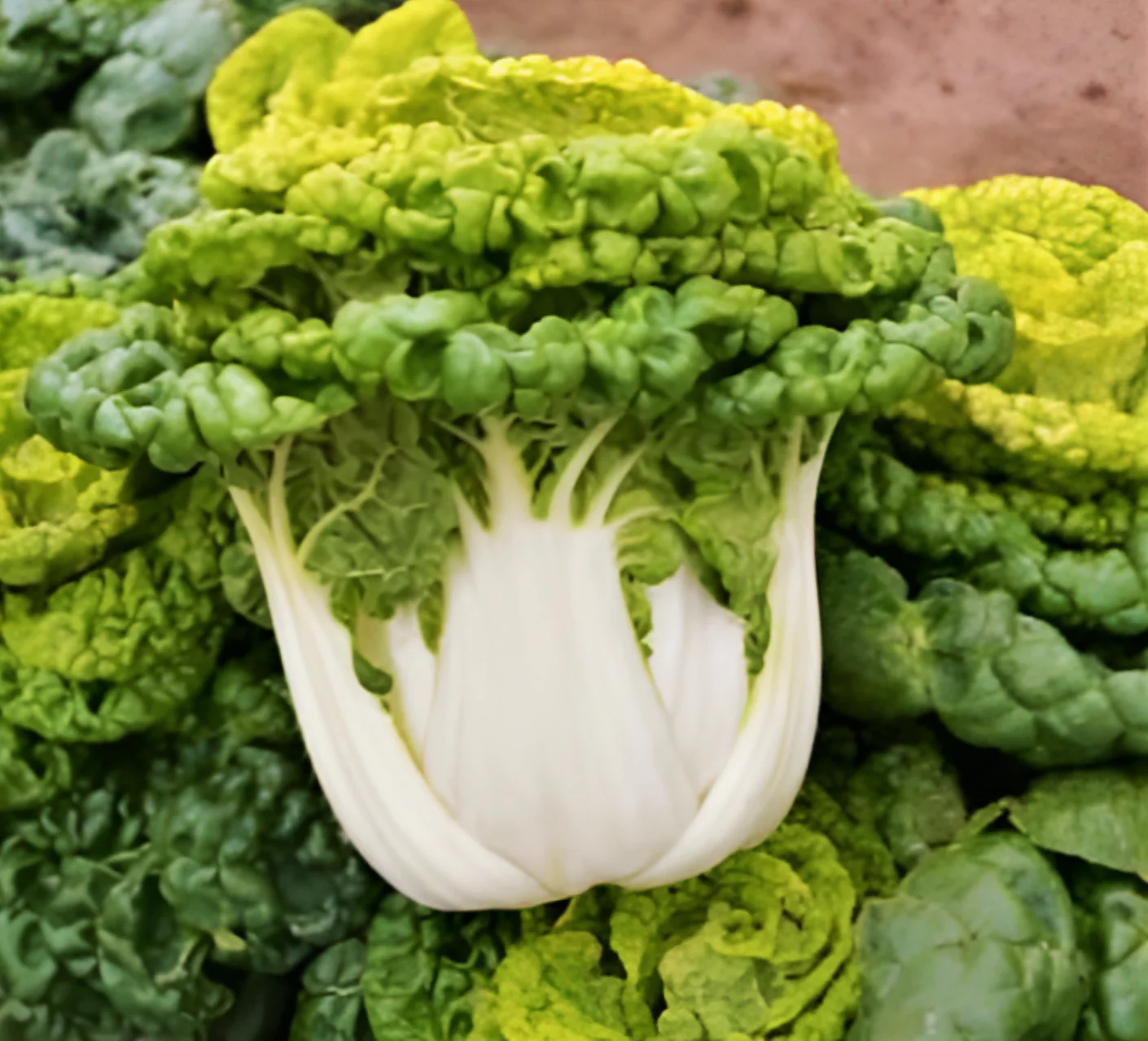 Golden Heart Bok Choy - Image 3
