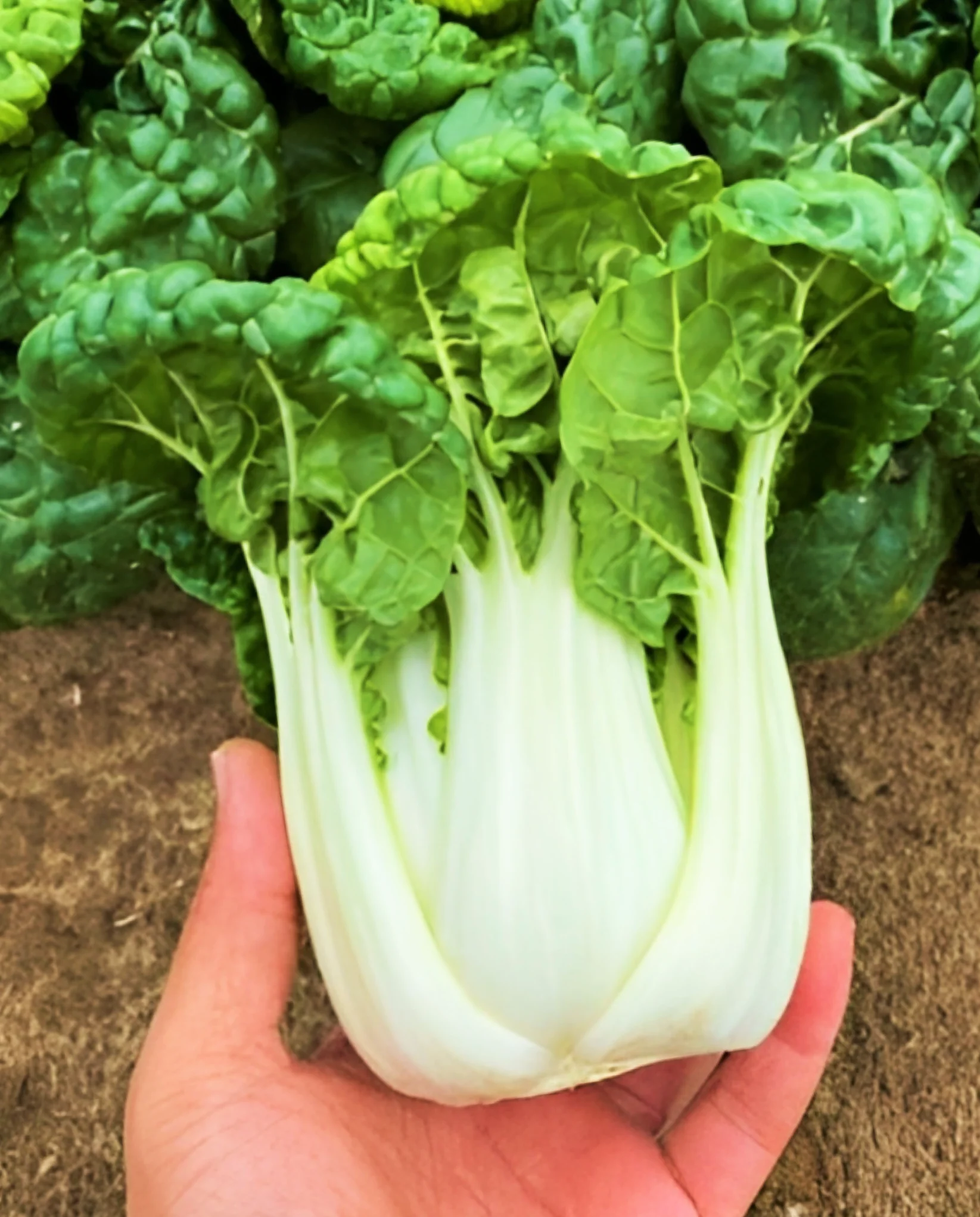 Golden Heart Bok Choy - Image 4