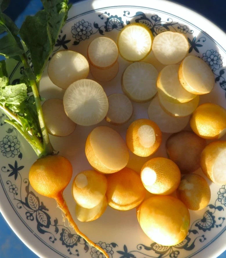 Golden Helios Radish - Image 10