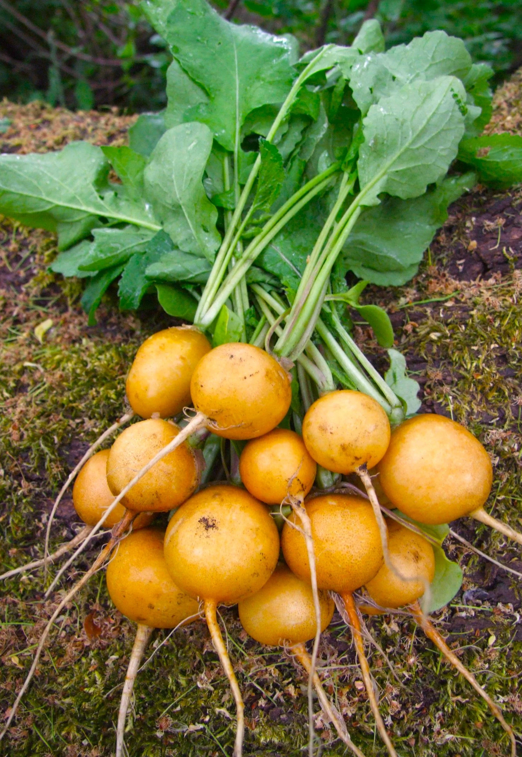 Golden Helios Radish - Image 3