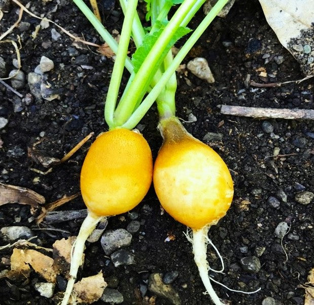 Golden Helios Radish - Image 5