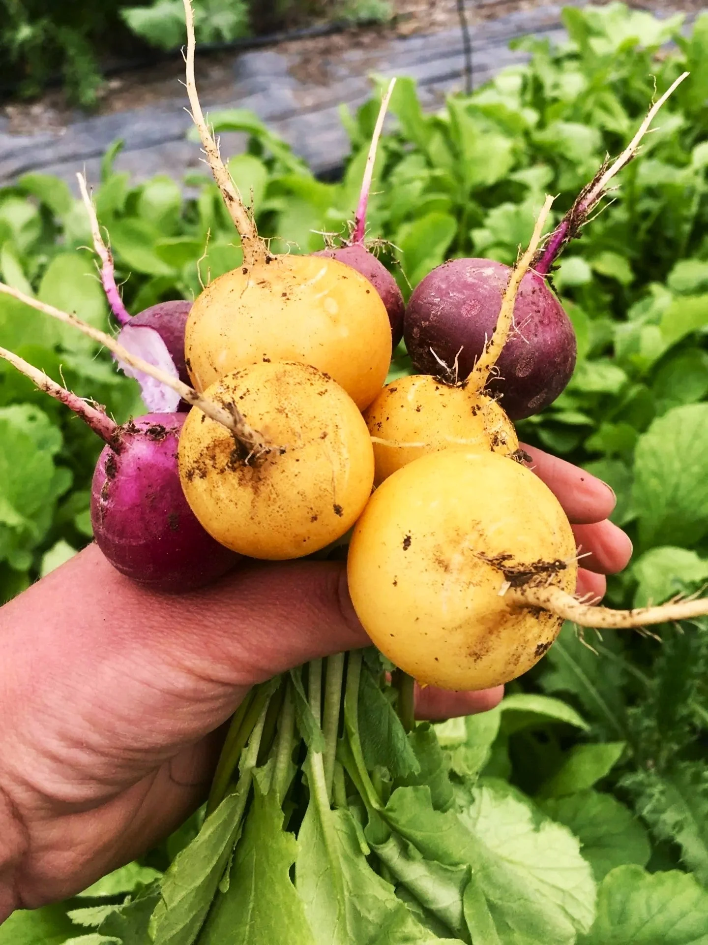 Golden Helios Radish - Image 6