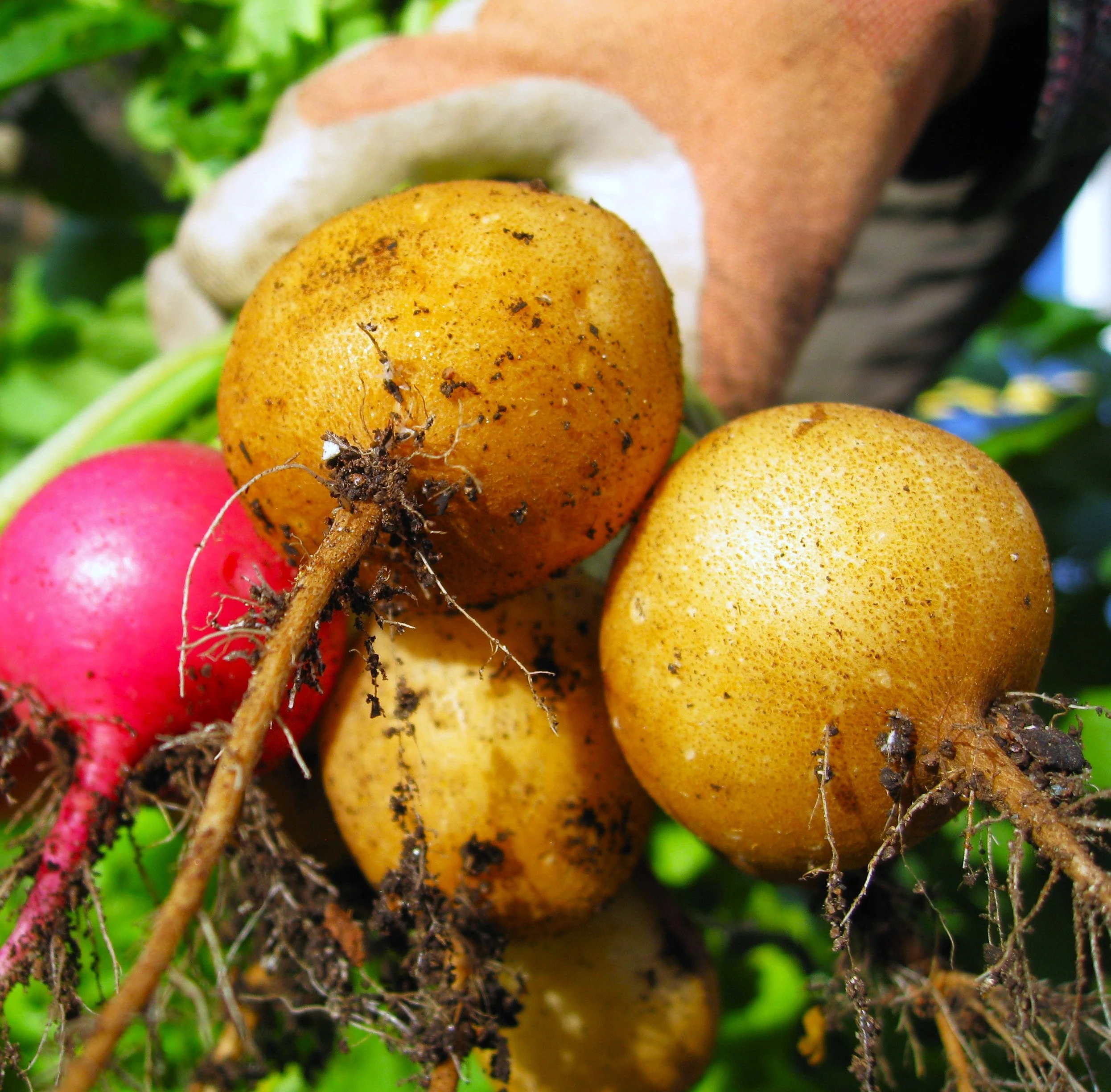 Golden Helios Radish - Image 7