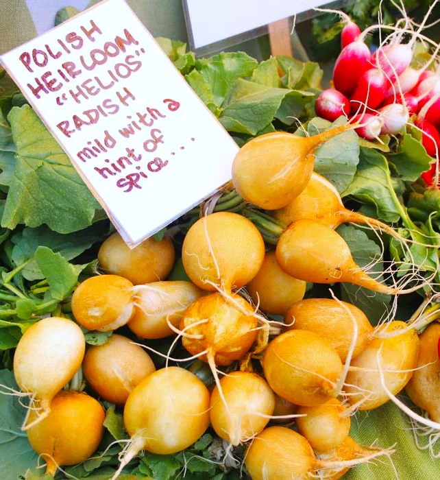 Golden Helios Radish - Image 8