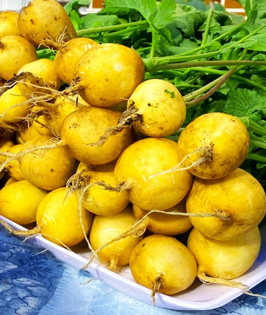Golden Helios Radish - Image 9