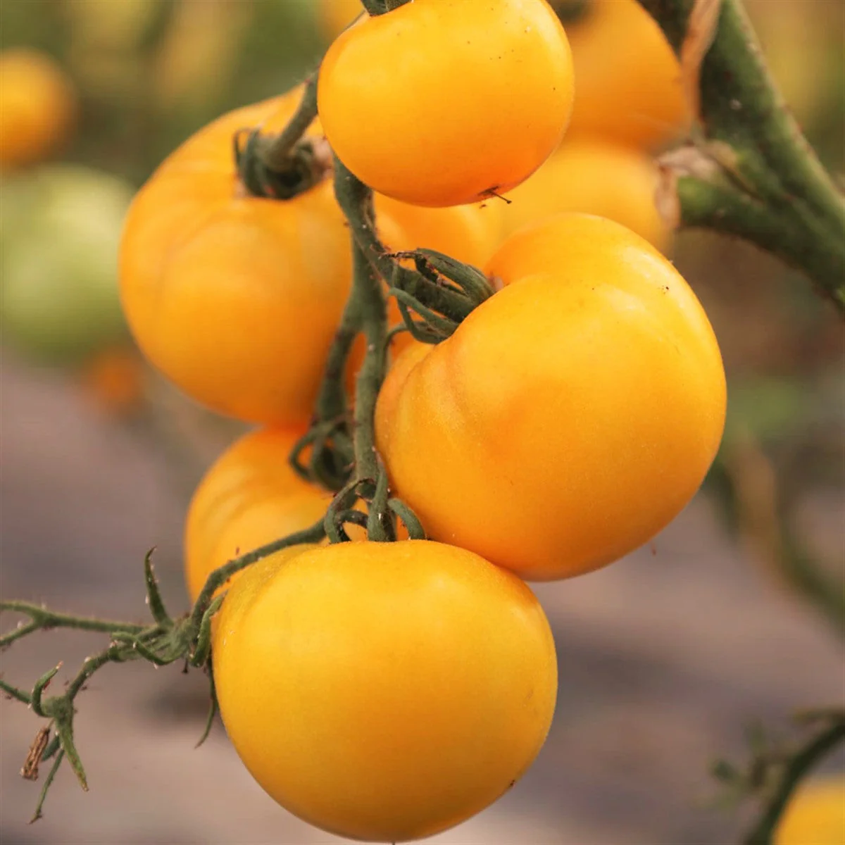 Golden Jubilee Tomato