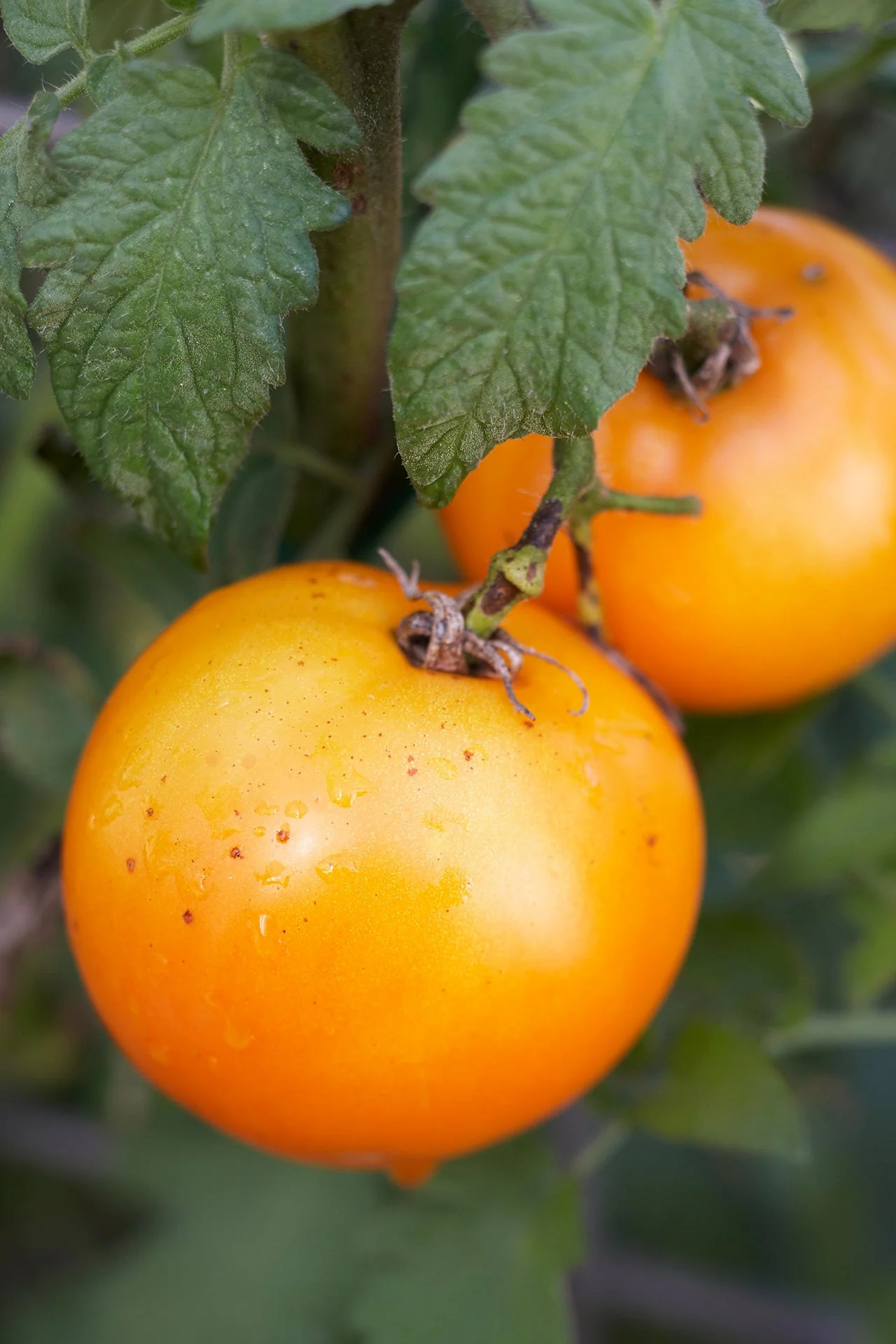 Golden Jubilee Tomato - Image 2