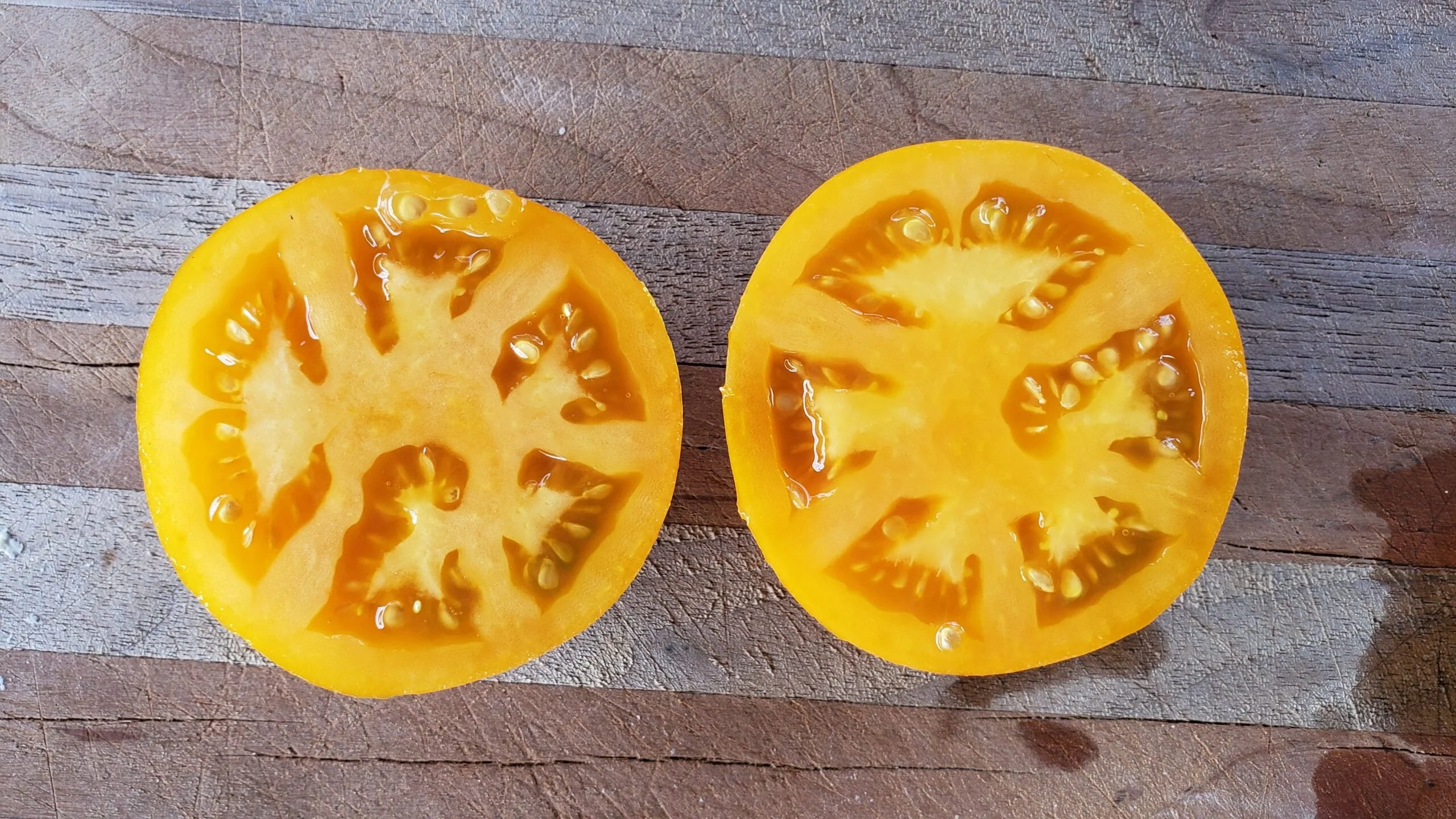 Golden Jubilee Tomato - Image 3