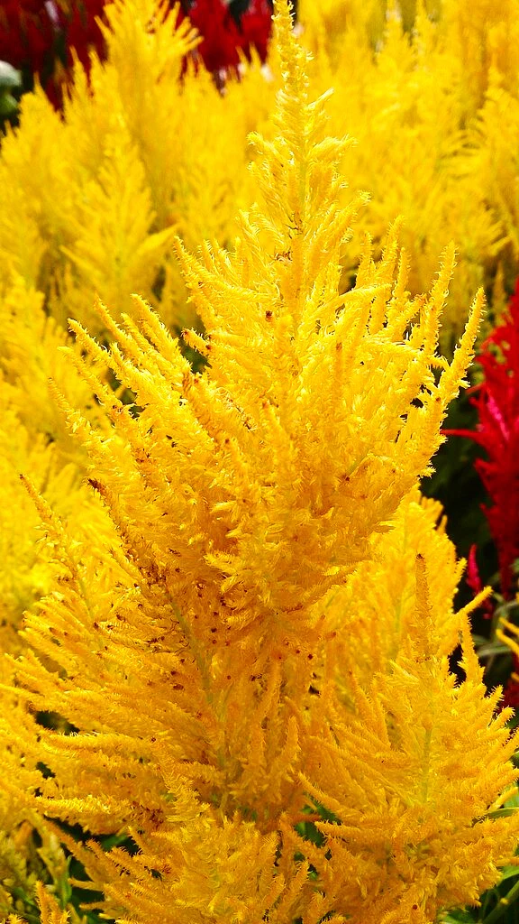 Golden Plume Celosia - Image 10